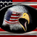 Motorcycle License Plates